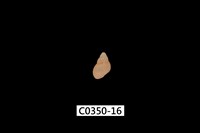 藏品(姬雉螺)的圖片